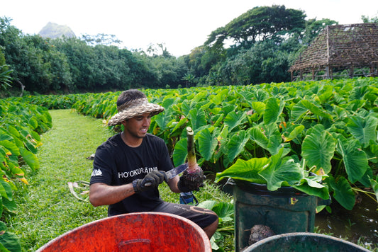 Cotton Short Sleeve T-Shirt