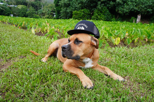 Black Flat Bill Trucker