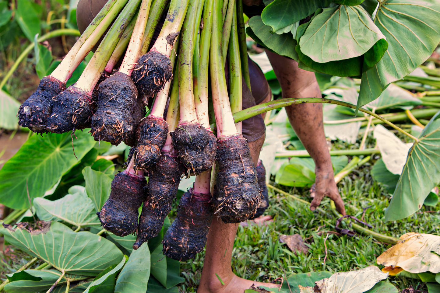 Raw Kalo