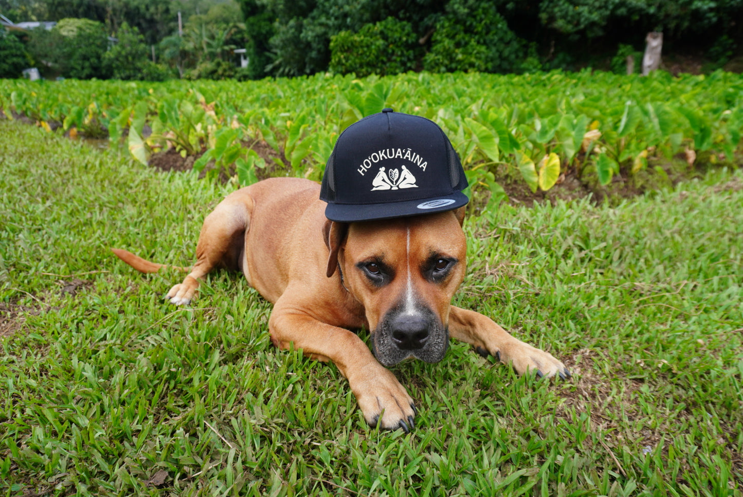 Black Flat Bill Trucker