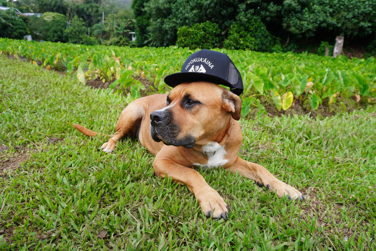 Black Flat Bill Trucker
