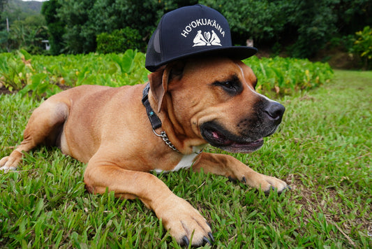 Black Flat Bill Trucker
